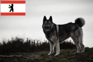 Přečtete si více ze článku Chovatel norských losích psů a štěňat v Berlíně