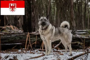 Přečtete si více ze článku Chovatelé norských losích psů a štěňat v Brandenburgu