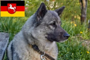 Přečtete si více ze článku Chovatelé norských losích psů a štěňat v Dolním Sasku