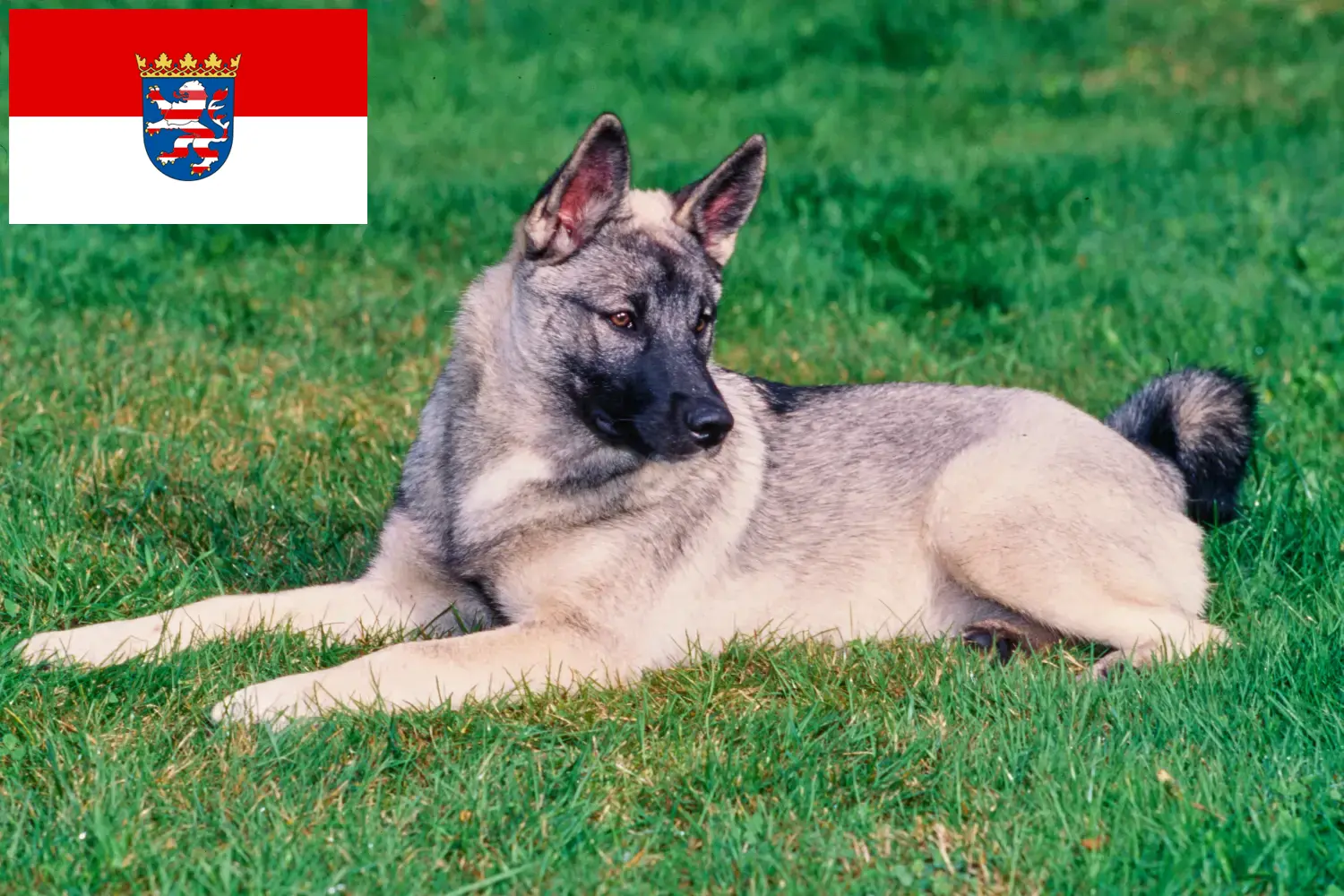 Přečtete si více ze článku Chovatelé norských losích psů a štěňat v Hesensku