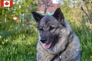 Přečtete si více ze článku Chovatelé norských losích psů a štěňat v Kanadě