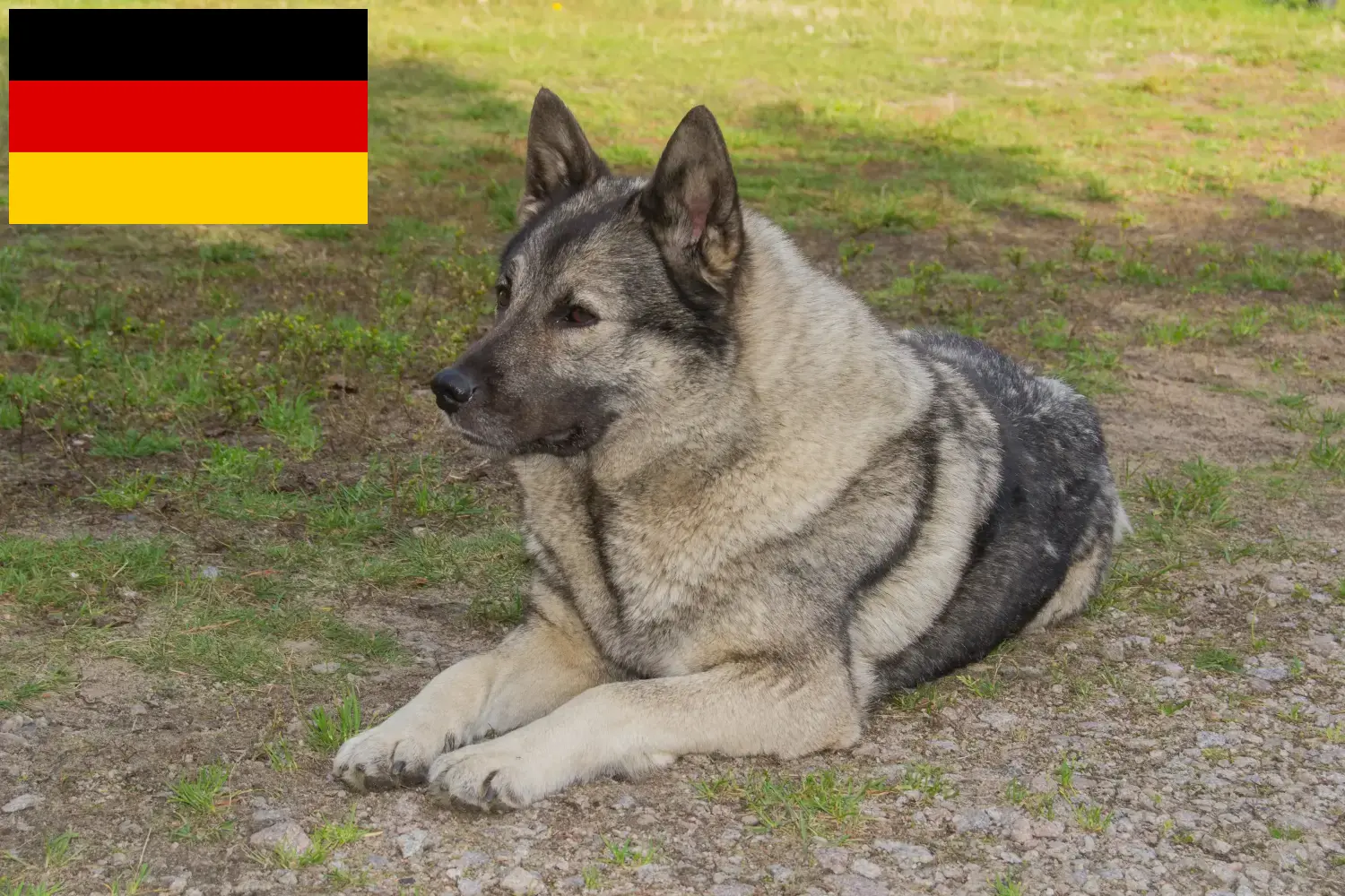 Přečtete si více ze článku Chovatelé norských losích psů a štěňat v Německu