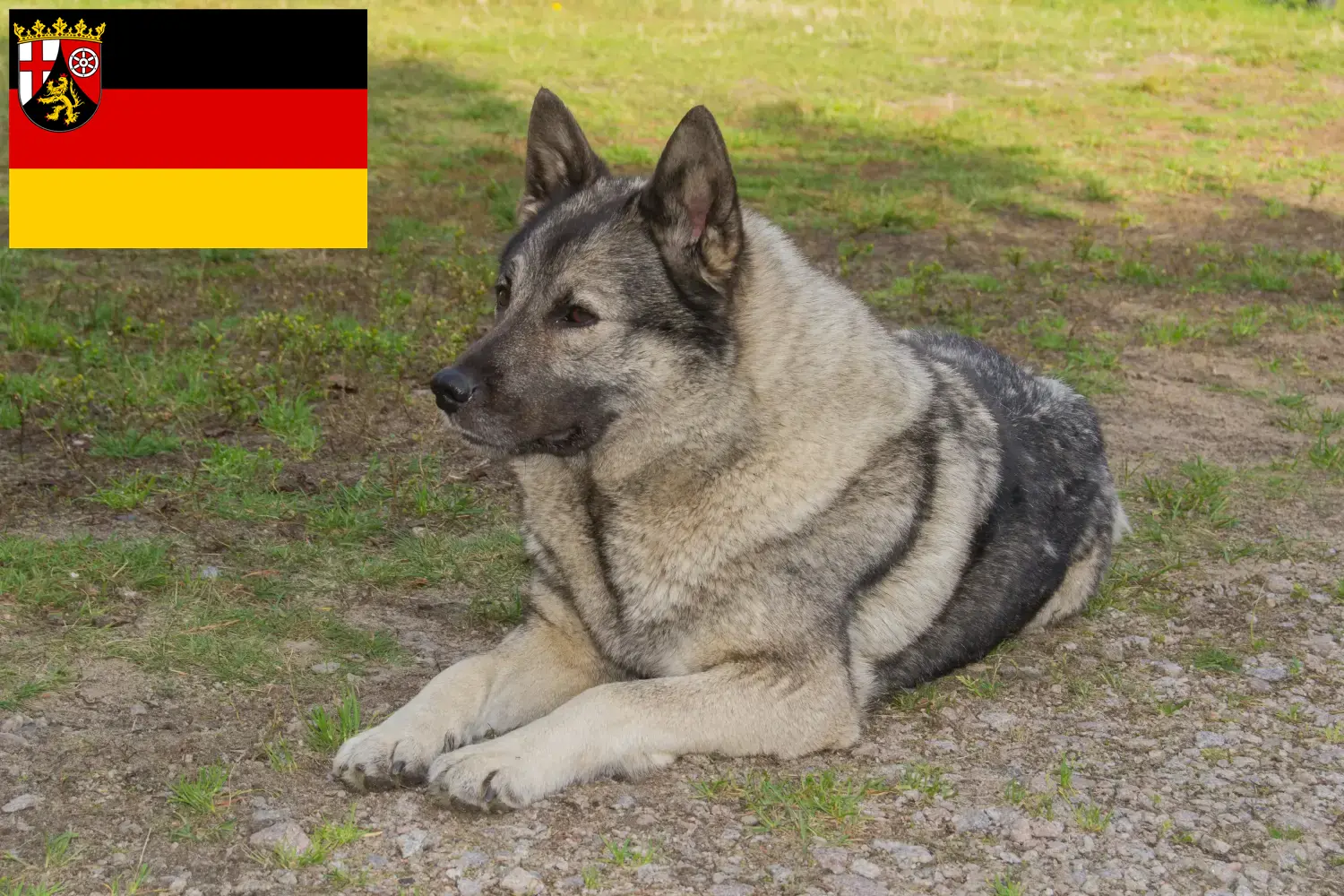 Přečtete si více ze článku Chovatelé norských losích psů a štěňat v Porýní-Falci