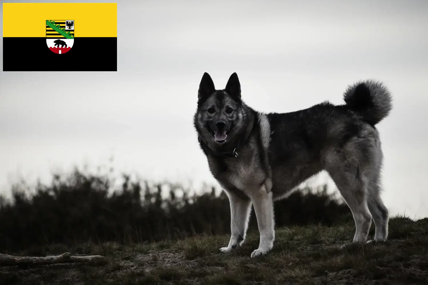 Přečtete si více ze článku Chovatelé norských losích psů a štěňat v Sasku-Anhaltsku