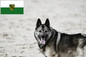 Přečtete si více ze článku Chovatelé norských losích psů a štěňat v Sasku