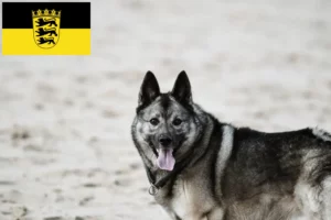 Přečtete si více ze článku Chovatelé norských losích psů a štěňata v Bádensku-Württembersku
