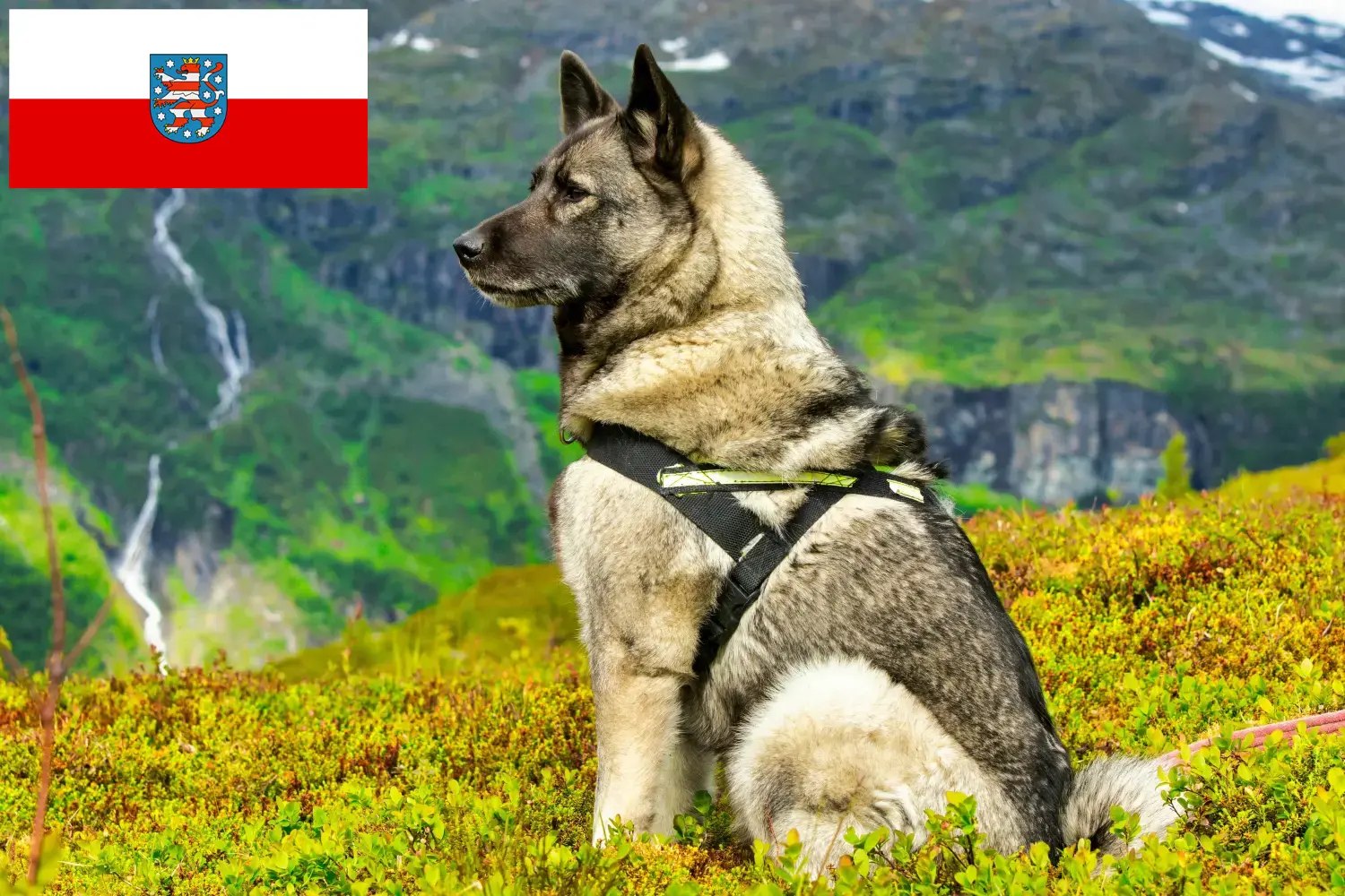 Přečtete si více ze článku Chovatelé norských losích psů a štěňat v Durynsku