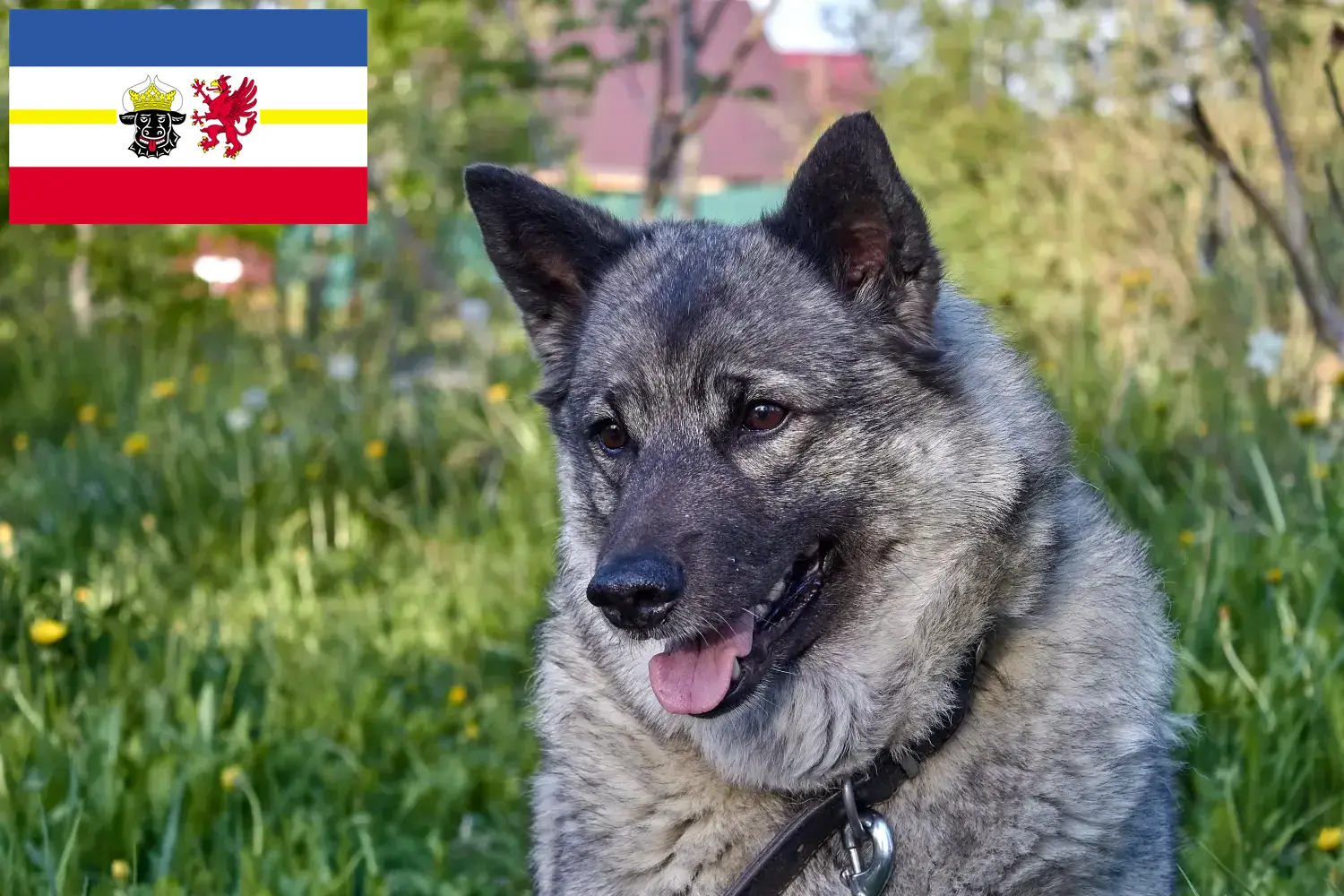 Přečtete si více ze článku Chovatelé norských losích psů a štěňat v Meklenbursku-Předním Pomořansku