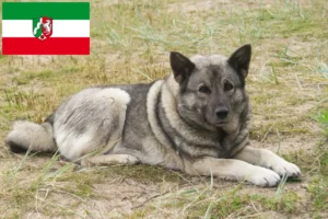 Přečtete si více ze článku Chovatelé norských losích psů a štěňat v Severním Porýní-Vestfálsku