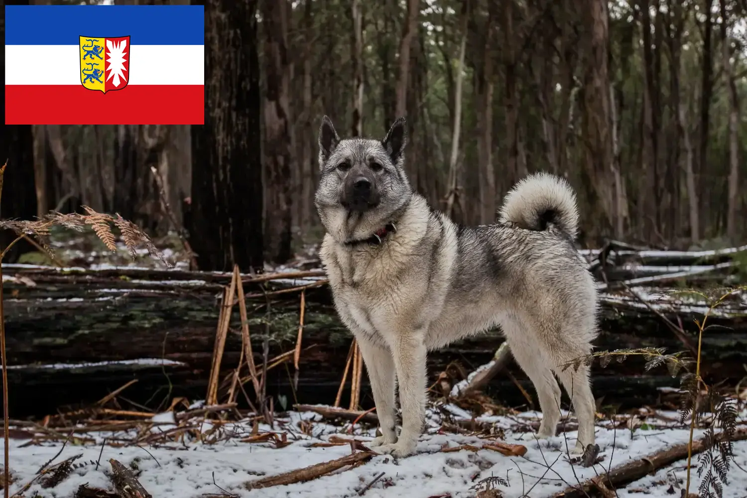 Přečtete si více ze článku Chovatelé norských losích psů a štěňat ve Šlesvicku-Holštýnsku