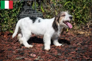 Přečtete si více ze článku Petit Basset Griffon Vendéen chovatelé a štěňata v Itálii