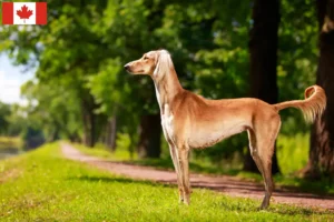 Přečtete si více ze článku Chovatelé saluki a štěňata v Kanadě