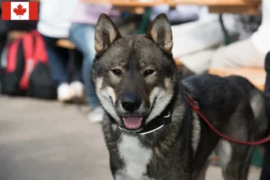 Přečtete si více ze článku Chovatelé shikoku a štěňata v Kanadě