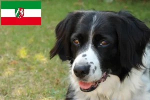 Přečtete si více ze článku Chovatelé a štěňata Stabij v Severním Porýní-Vestfálsku