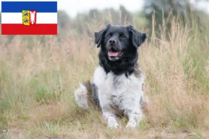 Přečtete si více ze článku Chovatelé a štěňata Stabij ve Šlesvicku-Holštýnsku