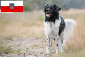Přečtete si více ze článku Chovatelé a štěňata Stabij v Durynsku