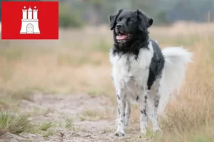 Přečtete si více ze článku Chovatelé a štěňata Stabij v Hamburku