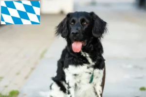 Přečtete si více ze článku Chovatelé a štěňata Stabij v Bavorsku