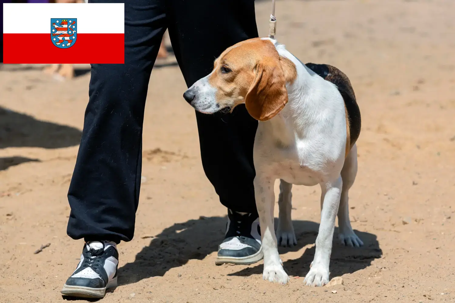 Přečtete si více ze článku Chovatelé švýcarských nížinných psů a štěňat v Durynsku