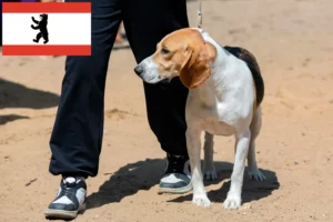 Přečtete si více ze článku Chovatel švýcarských nížinných psů a štěňat v Berlíně