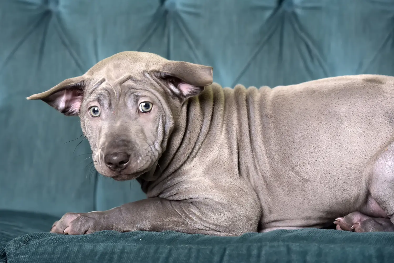 Koupit si štěně thajského ridgebacka znamená převzít odpovědnost! Prodám štěňata thajského ridgebacka.