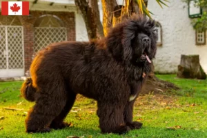 Přečtete si více ze článku Chovatelé tibetských mastifů a štěňat v Kanadě