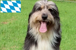 Přečtete si více ze článku Chovatelé a štěňata Wäller v Bavorsku