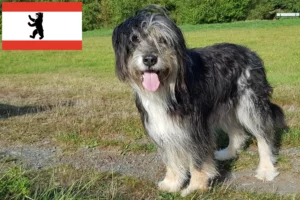Přečtete si více ze článku Chovatelé a štěňata Wäller v Berlíně