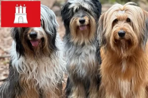 Přečtete si více ze článku Chovatelé a štěňata Wäller v Hamburku