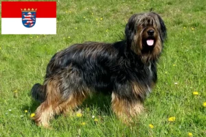 Přečtete si více ze článku Chovatelé a štěňata Wäller v Hesensku