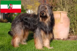 Přečtete si více ze článku Chovatelé a štěňata Wäller v Severním Porýní-Vestfálsku