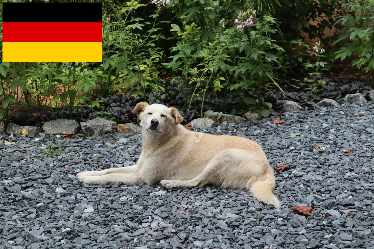 Přečtete si více ze článku Chovatelé a štěňata Aidi v Německu