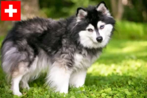 Přečtete si více ze článku Chovatelé a štěňata aljašských klee kai ve Švýcarsku