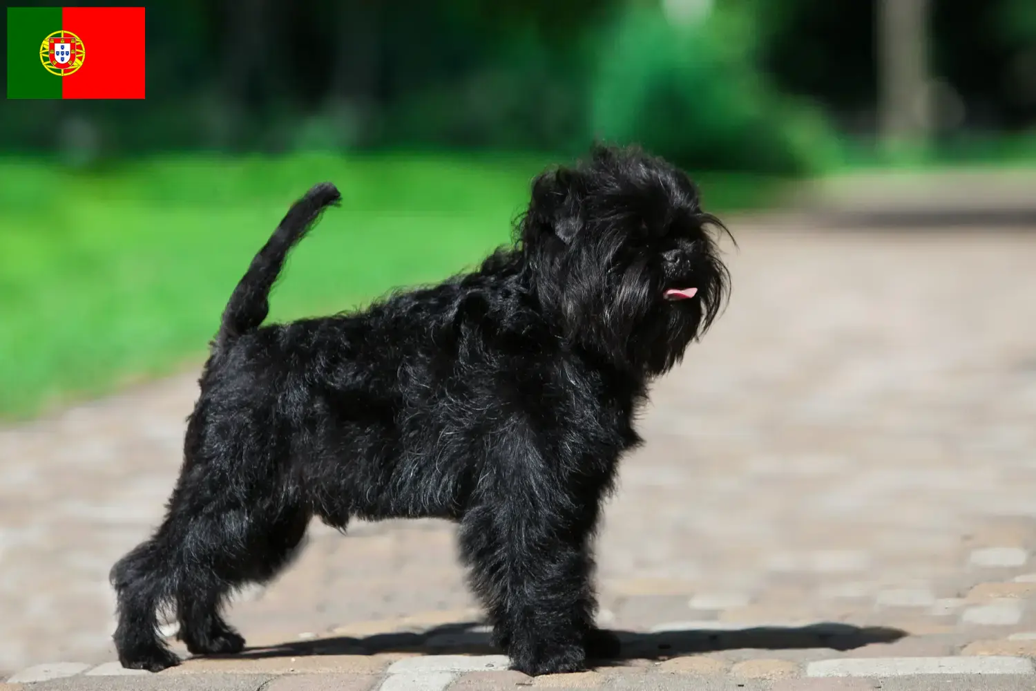 Affenpinscher štěňata a chovatelé Portugalsko Zde najdete chovatele Affenpinscherů v Portugalsku.