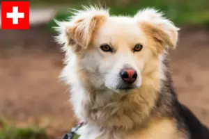 Přečtete si více ze článku Chovatelé a štěňata Aidi ve Švýcarsku