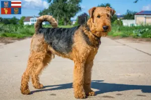 Přečtete si více ze článku Chovatelé airedale teriérů a štěňat na jižní Moravě