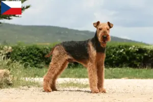 Přečtete si více ze článku Chovatelé airedale teriérů a štěňat v České republice