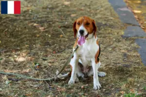 Přečtete si více ze článku Chovatelé amerických foxhoundů a štěňata ve Francii