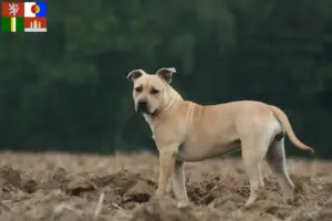 Přečtete si více ze článku Chovatelé amerických stafordšírských teriérů a štěňat v Jižních Čechách
