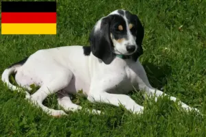 Přečtete si více ze článku Chovatelé a štěňata ariégeois v Německu