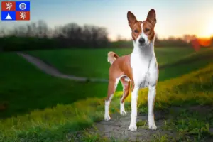 Přečtete si více ze článku Chovatelé basenji a štěňata v Liberci