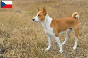 Přečtete si více ze článku Chovatelé basenji a štěňata v České republice