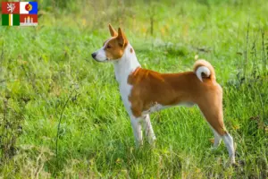 Přečtete si více ze článku Chovatelé basenji a štěňata v Jihočeském kraji