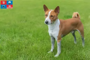 Přečtete si více ze článku Chovatelé basenji a štěňata v Karlových Varech