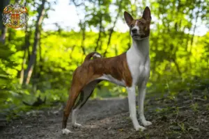 Přečtete si více ze článku Chovatelé basenji a štěňata v Praze
