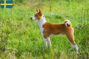Přečtete si více ze článku Chovatelé basenji a štěňata ve Švédsku