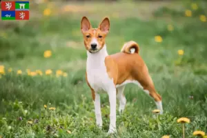Přečtete si více ze článku Chovatelé basenji a štěňata v Ústí