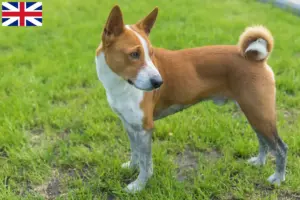 Přečtete si více ze článku Chovatelé basenji a štěňata ve Velké Británii