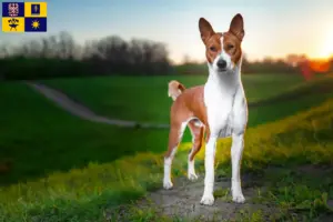 Přečtete si více ze článku Chovatelé basenji a štěňata ve Zlíně
