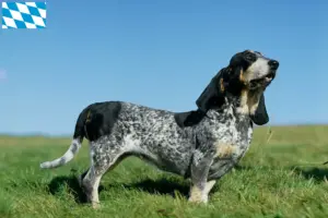 Přečtete si více ze článku Chovatelé a štěňata basset bleu de Gascogne v Bavorsku